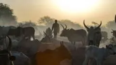 Günek Sudanində bagh krizisi: Warrap shtatında 72 nəfər ölüb